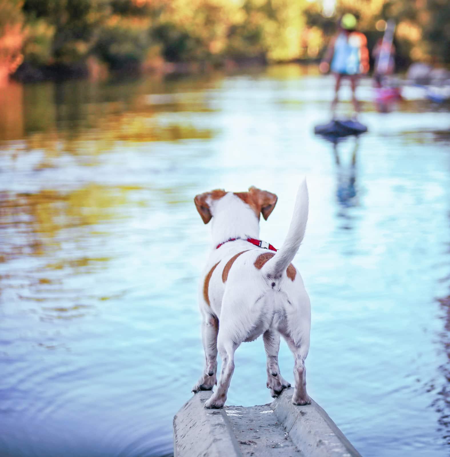 Backside of a Jack Russell terrier overlooking river with people fuzzy in the background.