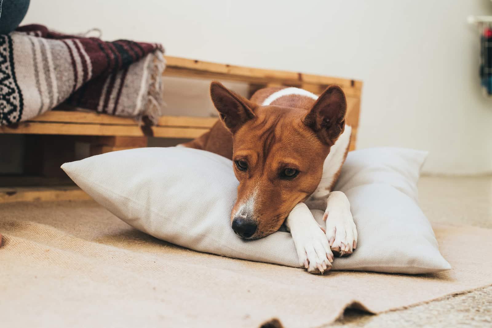 Brown basenji breed dog rests on designer pillow inside apartment.