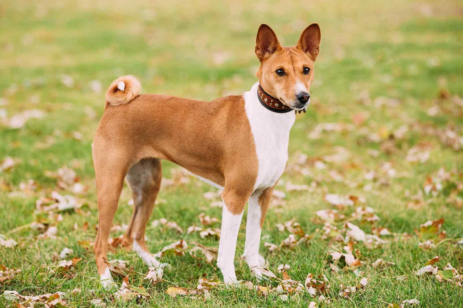 Basenji dog standing outside in a park.