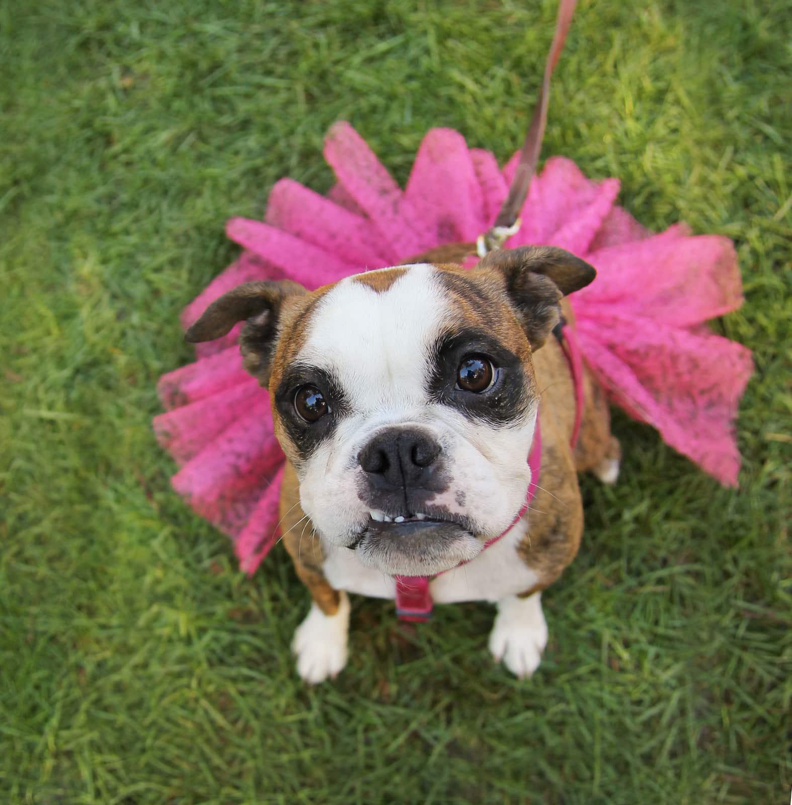 Boxer dog at a park in pink tutu looking up.