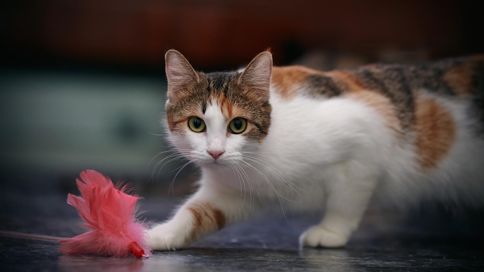 Calico cat chases after pink feather toy