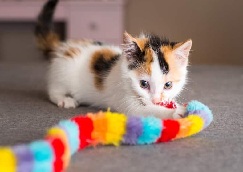 Calico kitten playing with toy.