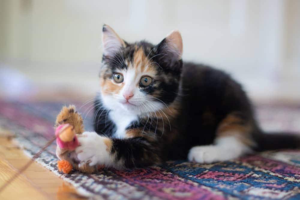 calico-kitten-playing-with-mouse-toy-SW Calico kitten laying on carpet with toy on string