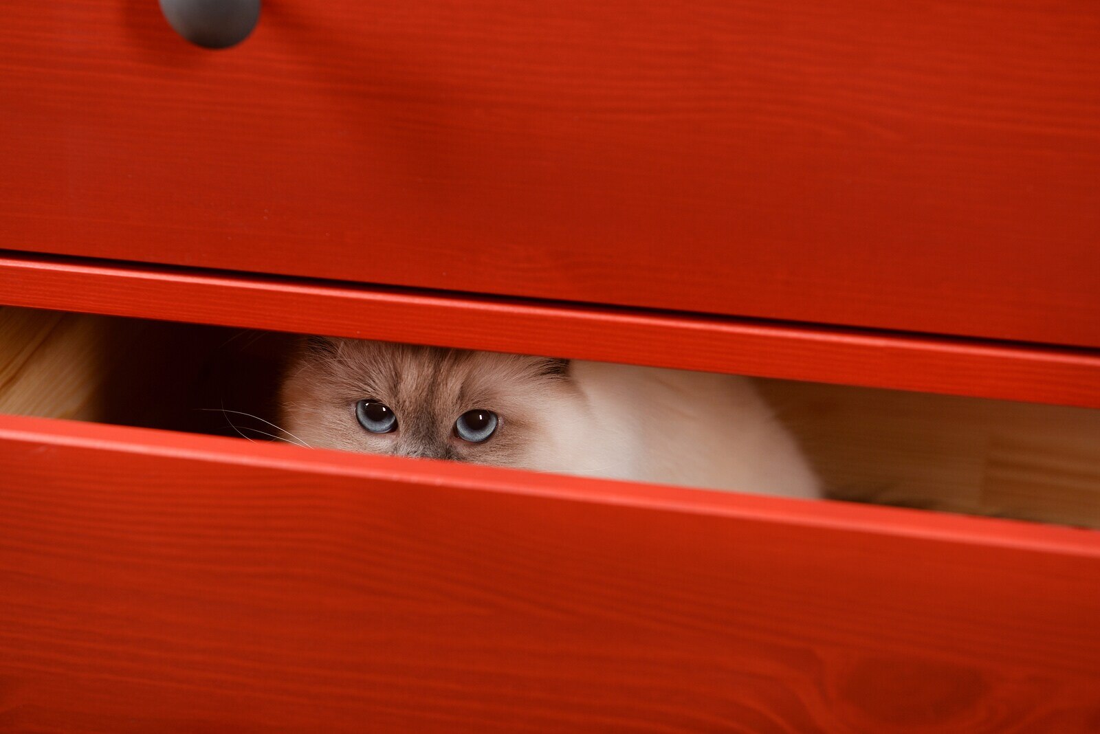cat-hiding-in-red-drawers Cat with bright blue eyes hides in red wood drawers.