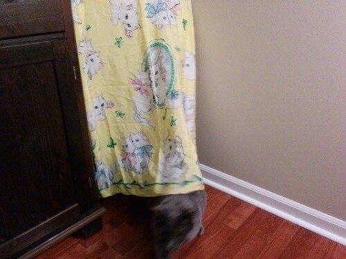 cat-litter-curtain-nook gray cat hiding behind yellow curtain with white cats on it.