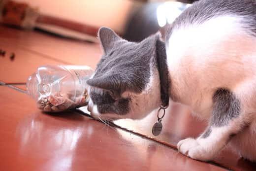 cat-snifing-bottle-with-cat-kibble-SW Gray and white cat sniffing a plastic water bottle used as a cat food puzzle with dry kibble inside.