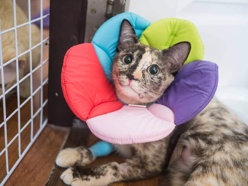 Cat recovering with a flower-shaped cone and a bandaged paw.