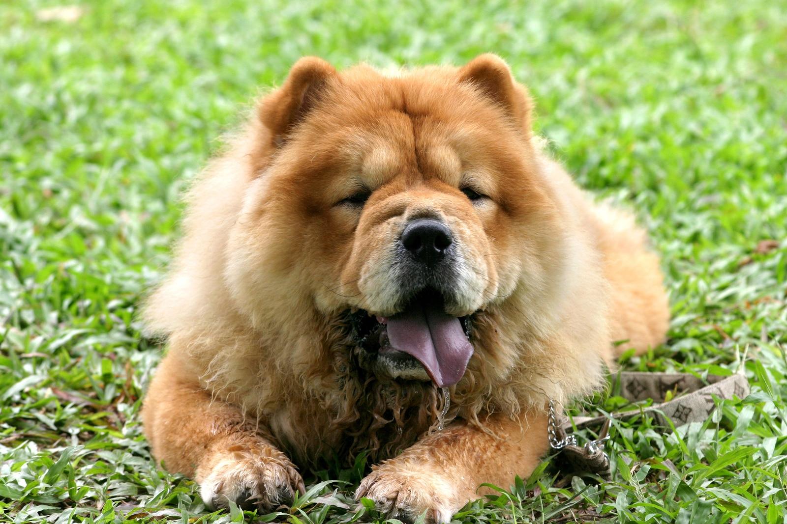 chow-chow-lying-in-grass A portrait of a brown chow chow lying in the grass