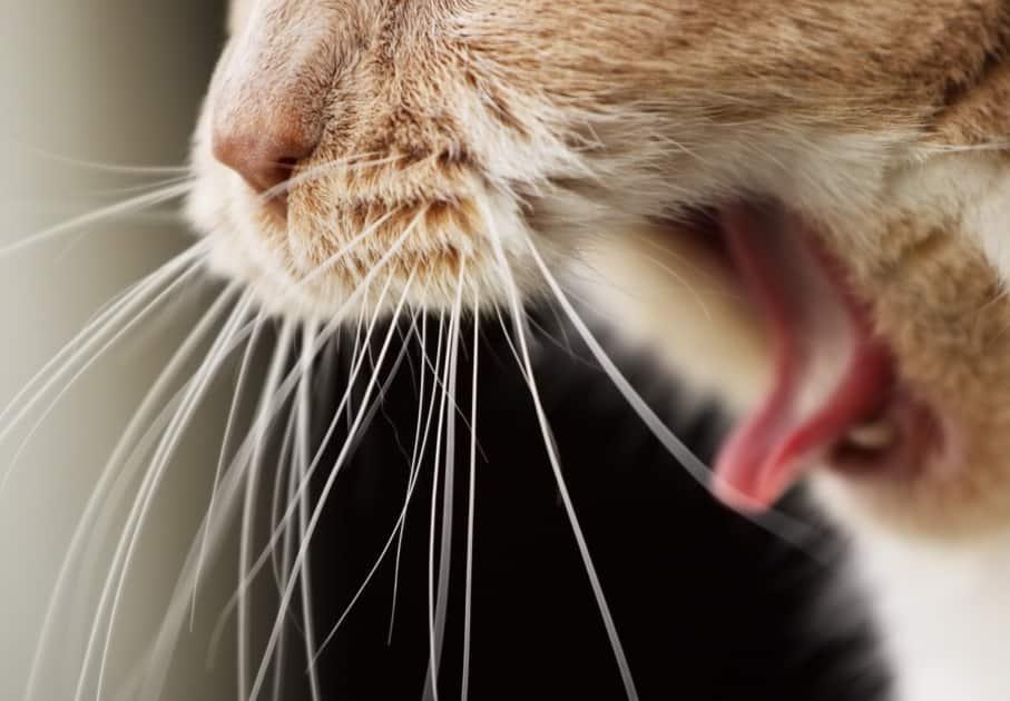 Close-up of cat getting ready to cough up hairball.
