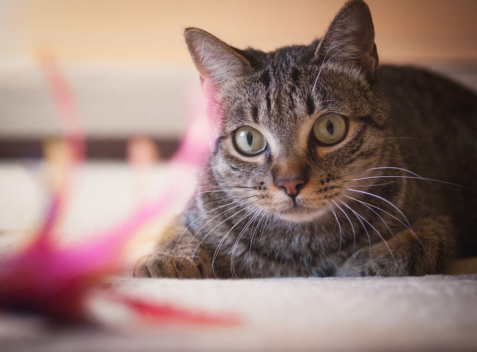 Close-up shot of a brown tabby cat with green eyes.