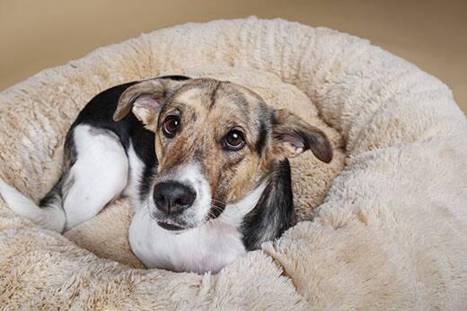 Close up of Cute mongrel dog looking at camera while resting on fluffy dog bed at home