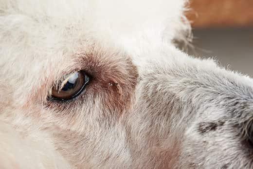 Close-up of dog eye with conjunctivitis. Infected dog eye