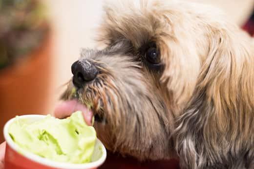 close-up-of-terrier-licking-frozen-yogurt-SW Close-up of a terrier licking green frozen yogurt out of a cup.