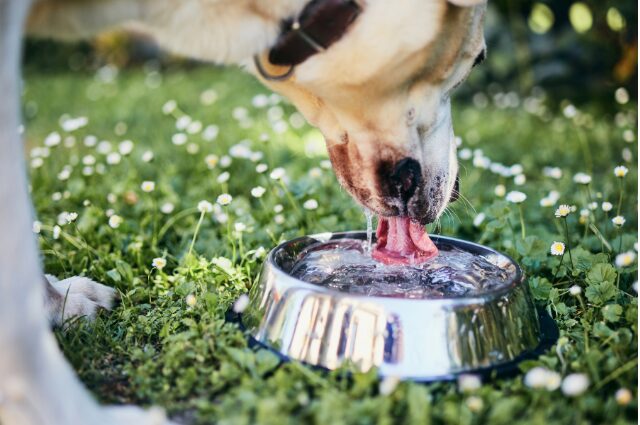 Dog drinking water from a metal bowl outside on green grass with daisies