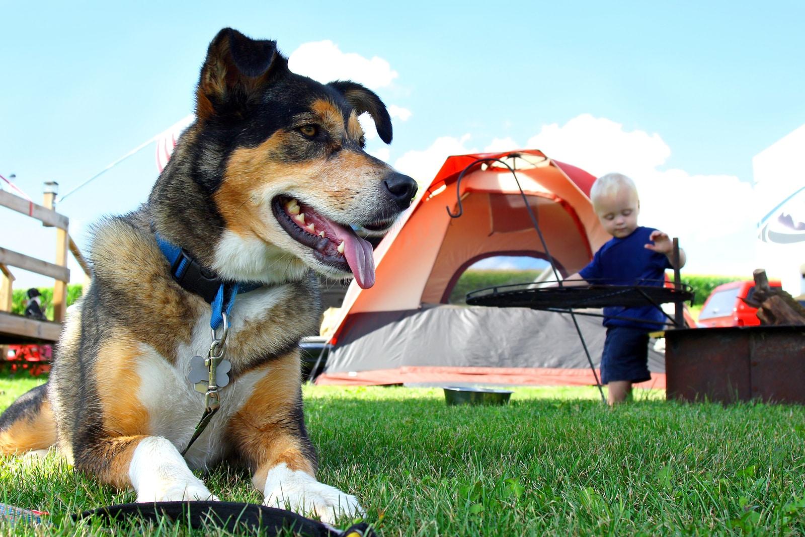 A happy friendly German Shepherd dog is laying at a campground by a tent and fireplace as a baby plays in the background