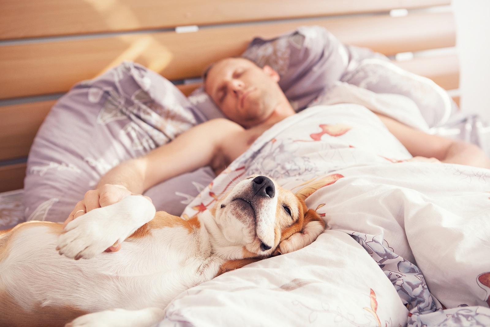 Dog lying on back in the bed while man sleeps next to him