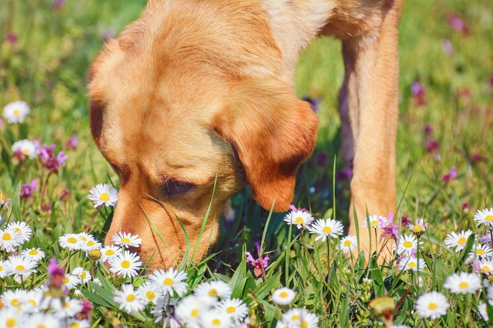 Yellow lab mix sniffs flowers in a field.