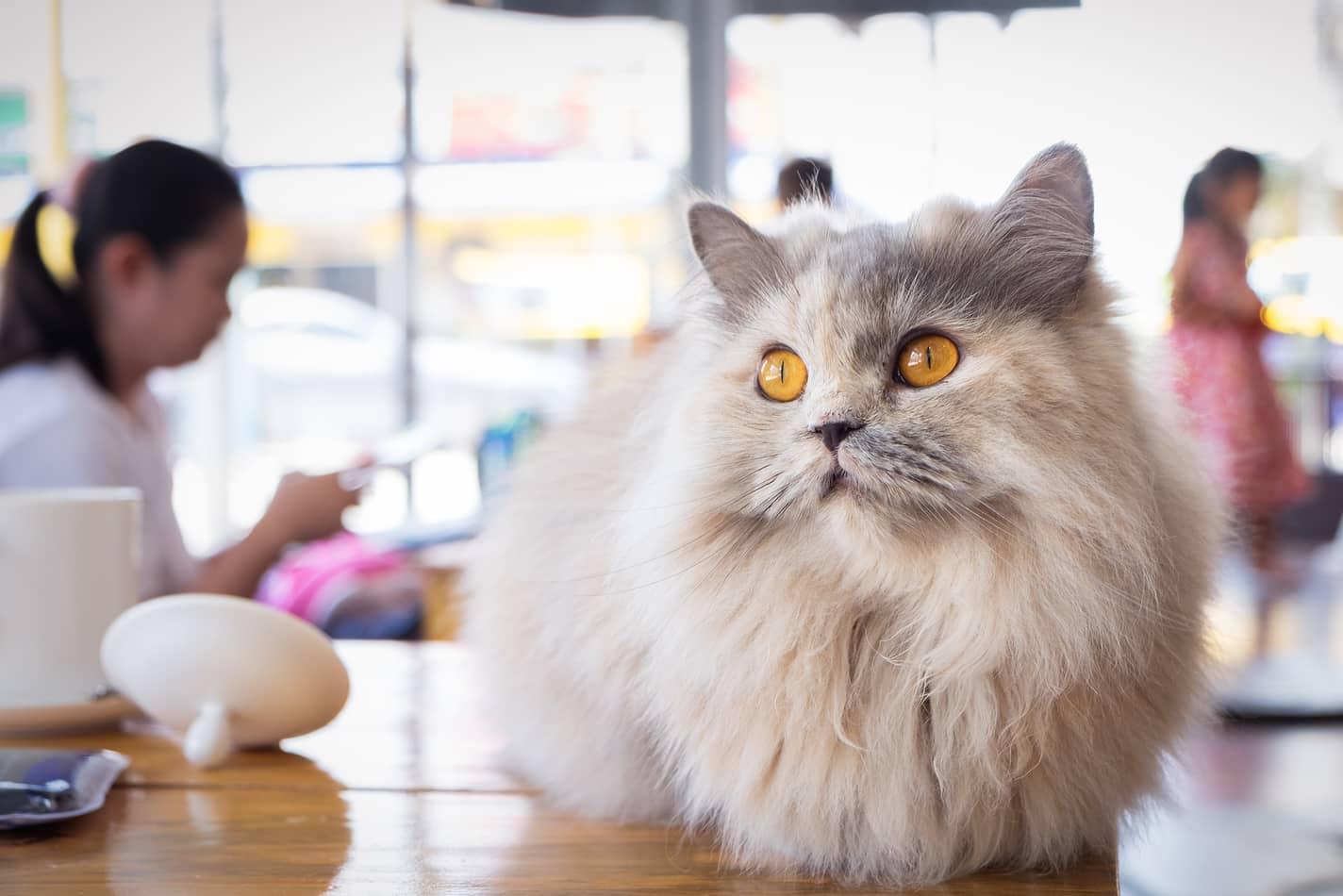fluffy-cat-at-cat-cafe-SW Fluffy white and gray cat sitting on wood table in cat cafe