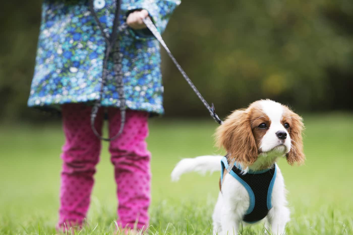 Little girl in pink pants walking a Cavalier King Charles puppy outside