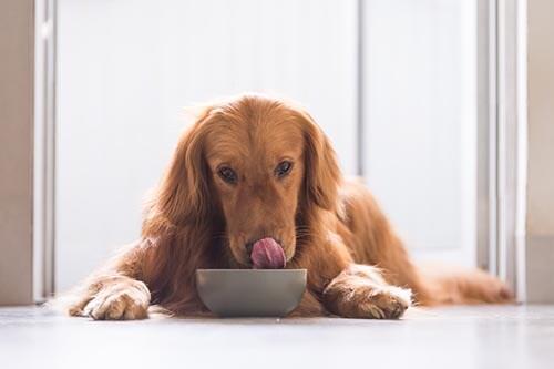golden-retriever-laying-dog-while-eating-SW Golden Retriever laying down while eating out of a bowl