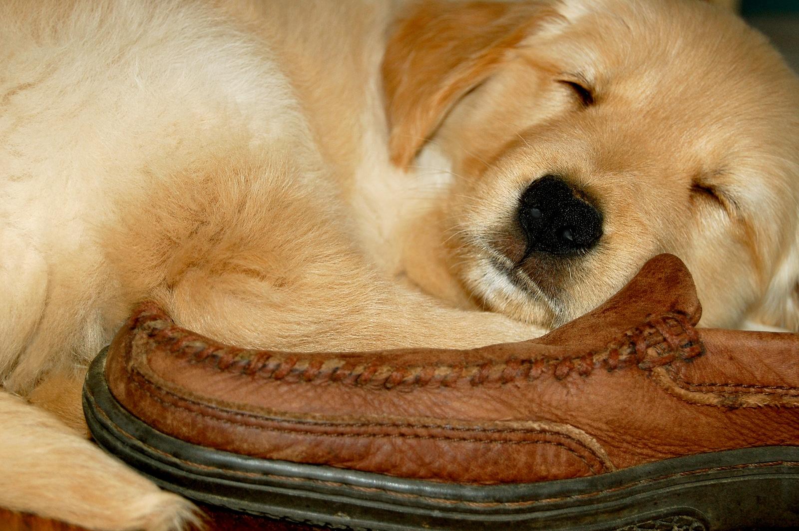 Golden Retriever puppy sleeping on a brown leather loafer.