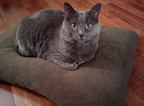 gray-cat-lying-on-sweater-pillow Gray cat lying on a pillow covered in a sweater.
