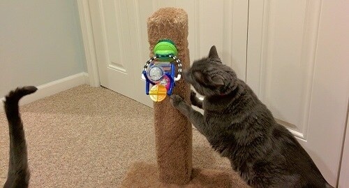 gray cat using a cat scratching post with a child's toy attached.