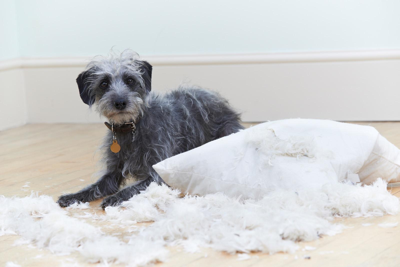 Scruffy gray dog next to a pillow with fluff coming out of it.