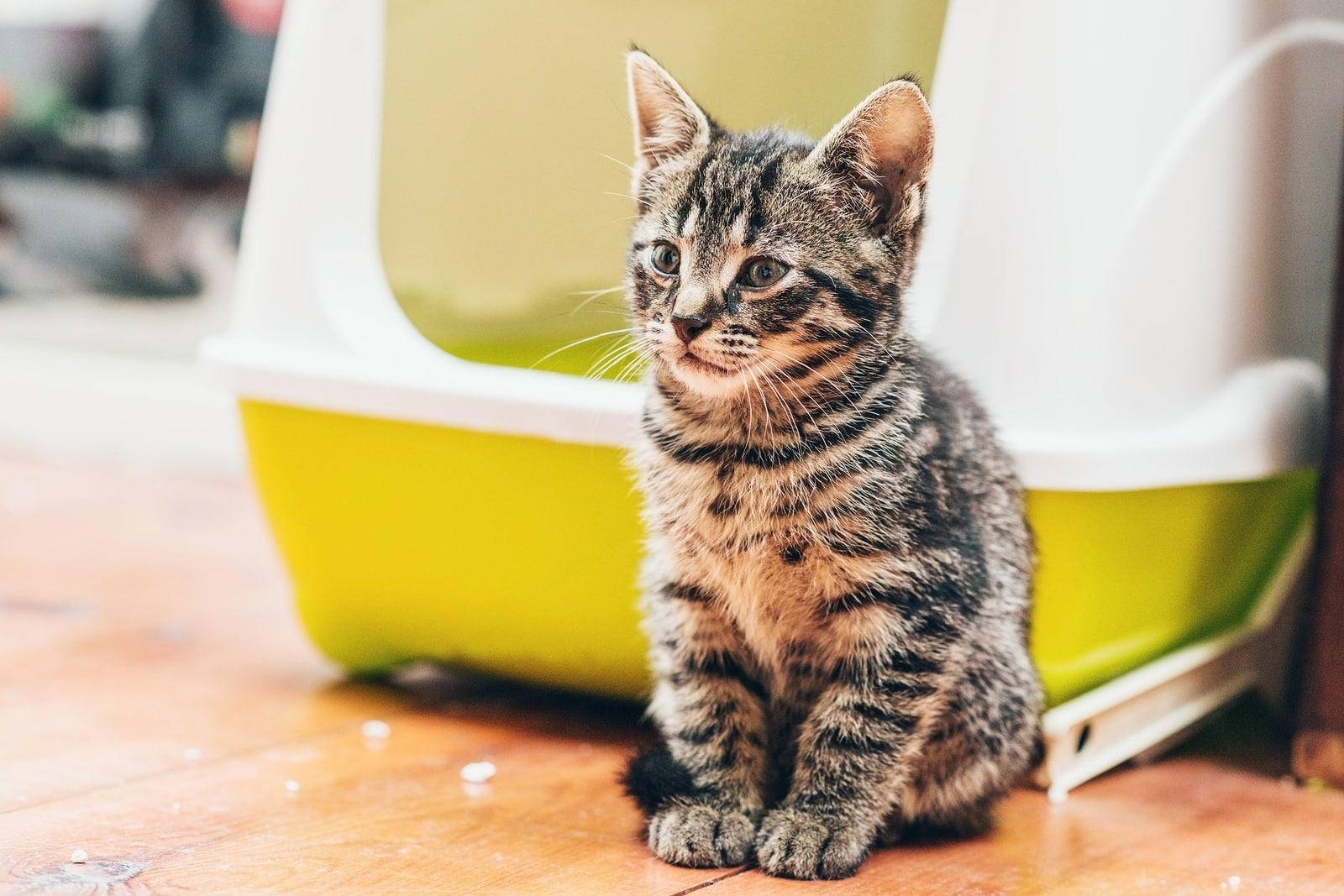 Gray striped tabby kitten sits in front of bright yellow litter box.