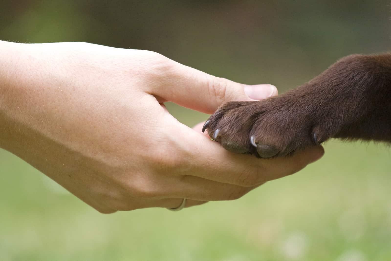 hand-holding-chocolate-lab-paw-SW Hand holding chocolate lab paw.