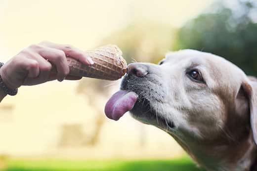 hand-holds-out-ice-cream-cone-to-labrador-SW Hand holds out a waffle cone of ice cream to a labrador with tongue out.