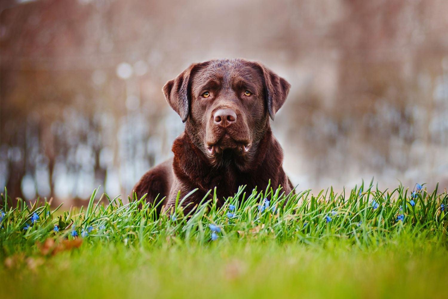 Older chocolate lab laying in a field.
