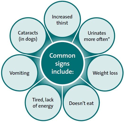 Diabetes common signs