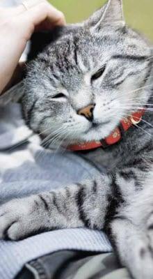 gray, striped cat in read collar being pet.