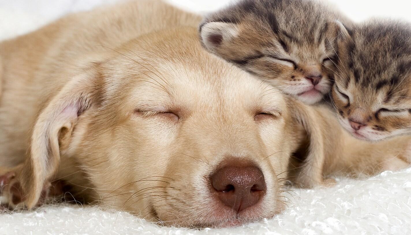 Yellow lab puppy and a kittens sleeping together