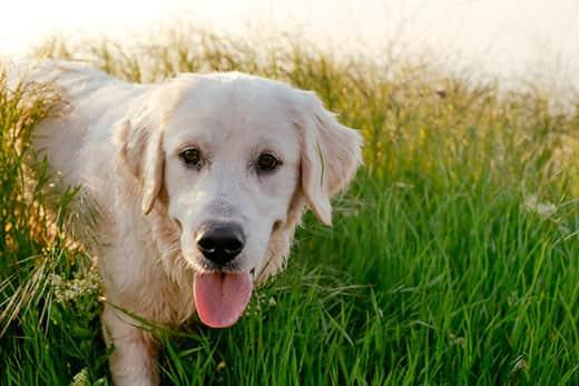 labrador retriever dog walking in park