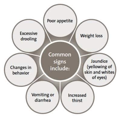 Common signs of liver disease