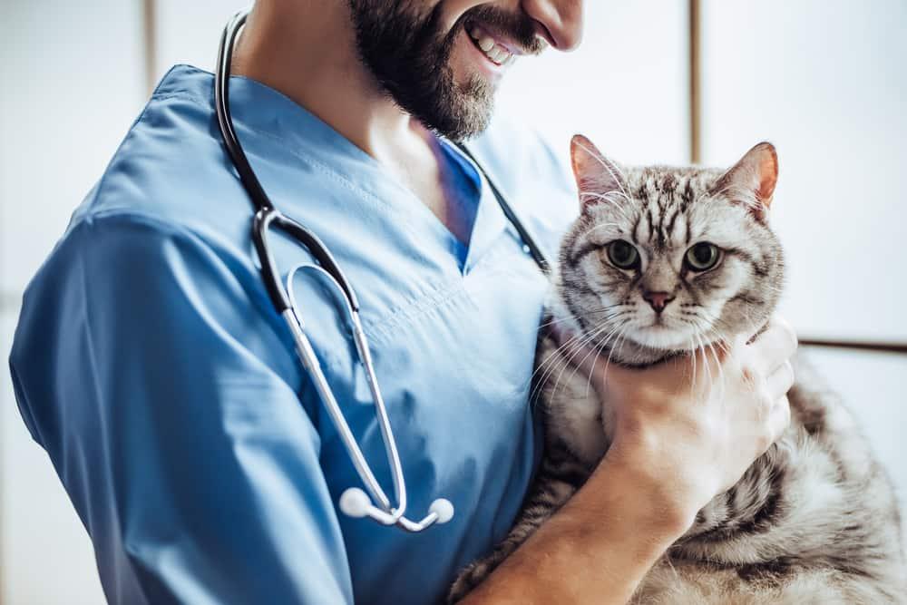 Male veterinarian in blue scrubs with a beard holds a gray cat.