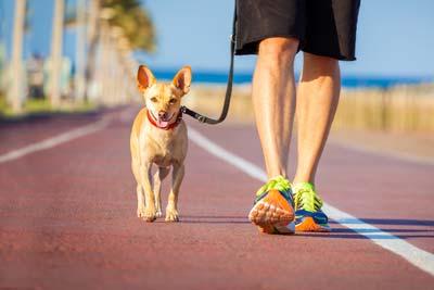 Small brown dog on a leash in red collar walks next to man on boardwalk near ocean.