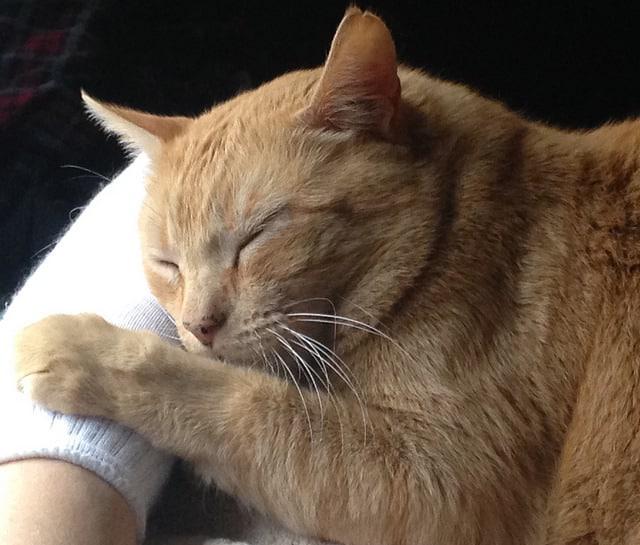 orange-tabby-cuddling-wtih-owner beige tabby cat cuddling on her owner's arm