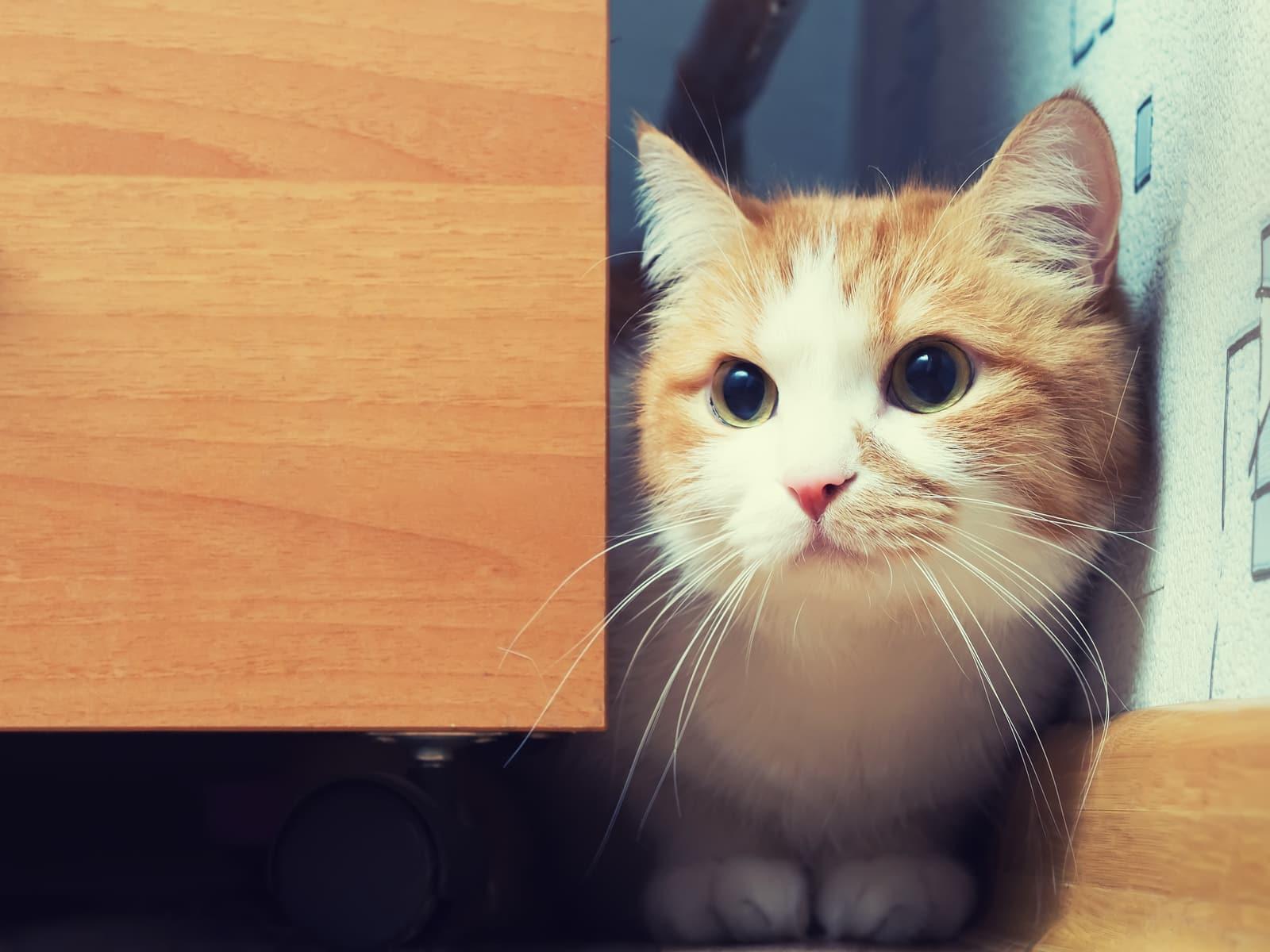 Orange and white cat sites behind cabinet, poking head out.