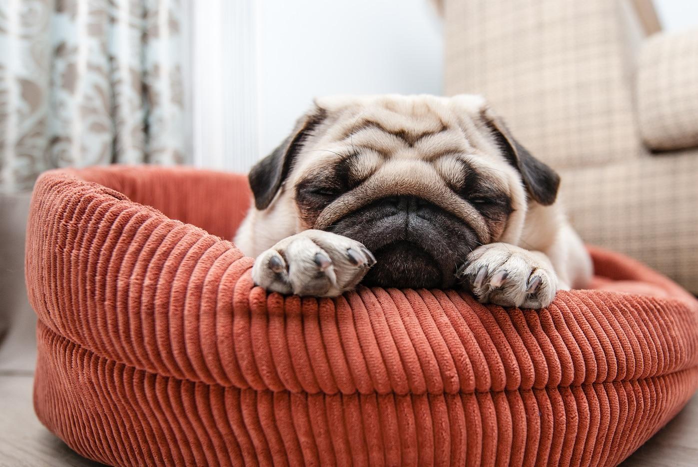 Brown pug naps in a red dog bed on the floor.