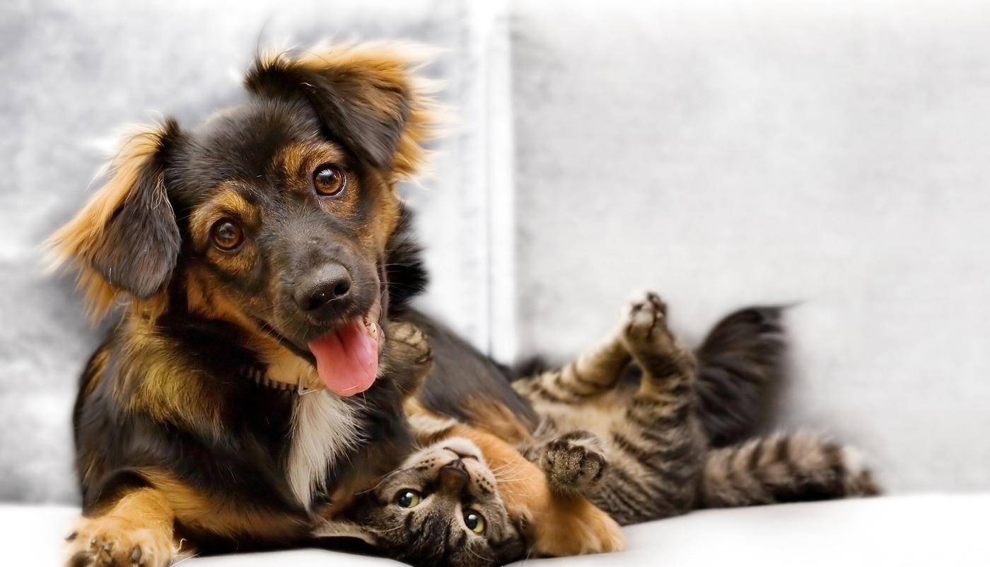 Puppy and kitten playing on a couch