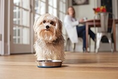 Dog standing over metal food dish in the kitchen