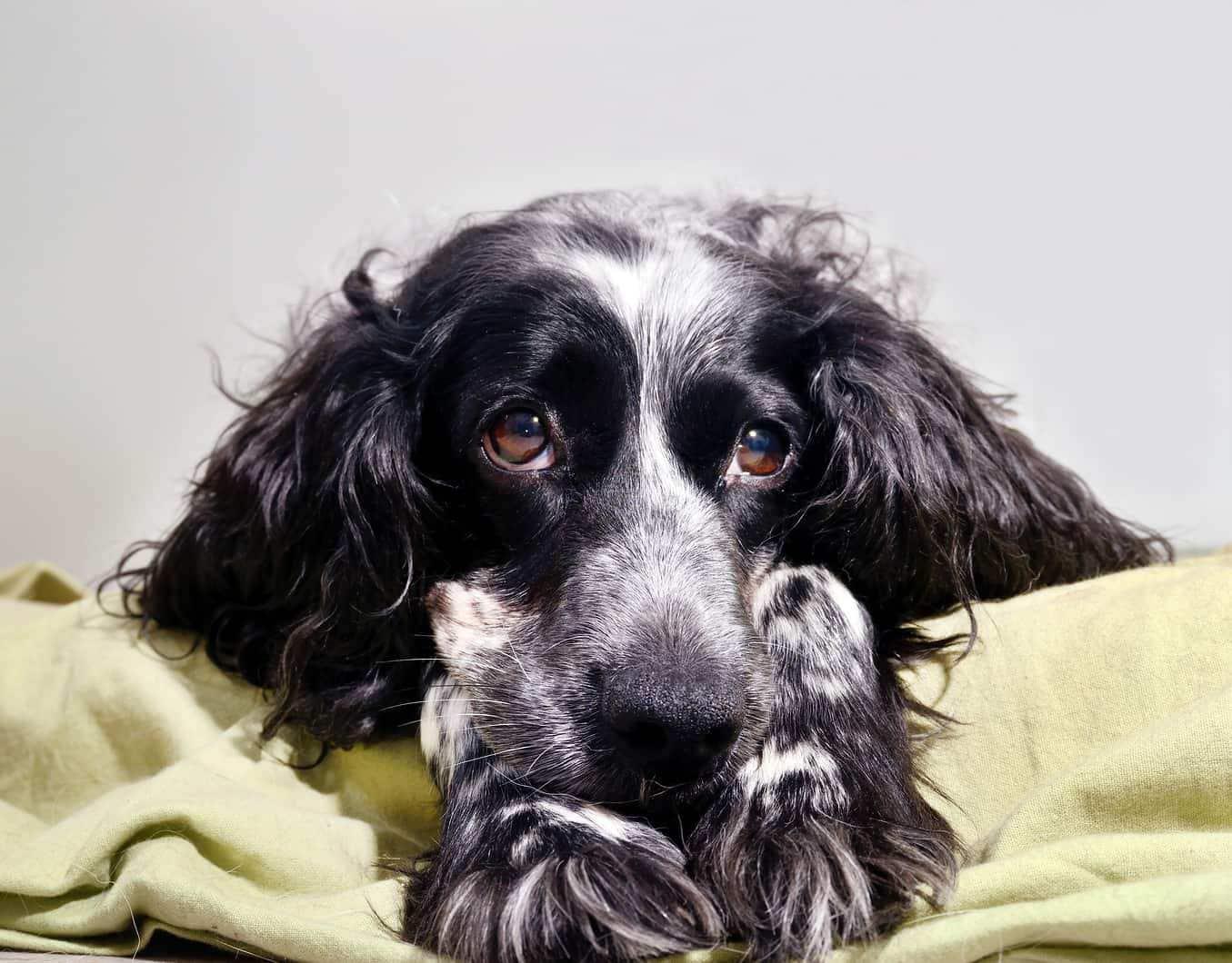 sad-english-spaniel-on-bed-SW Sad English spaniel on a bed