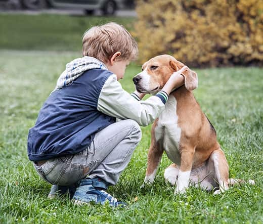 small-boy-in-jacket-pets-beagles-ears Boy in blue jacket stands crouched in front of a sitting beagle as he pets his ears.