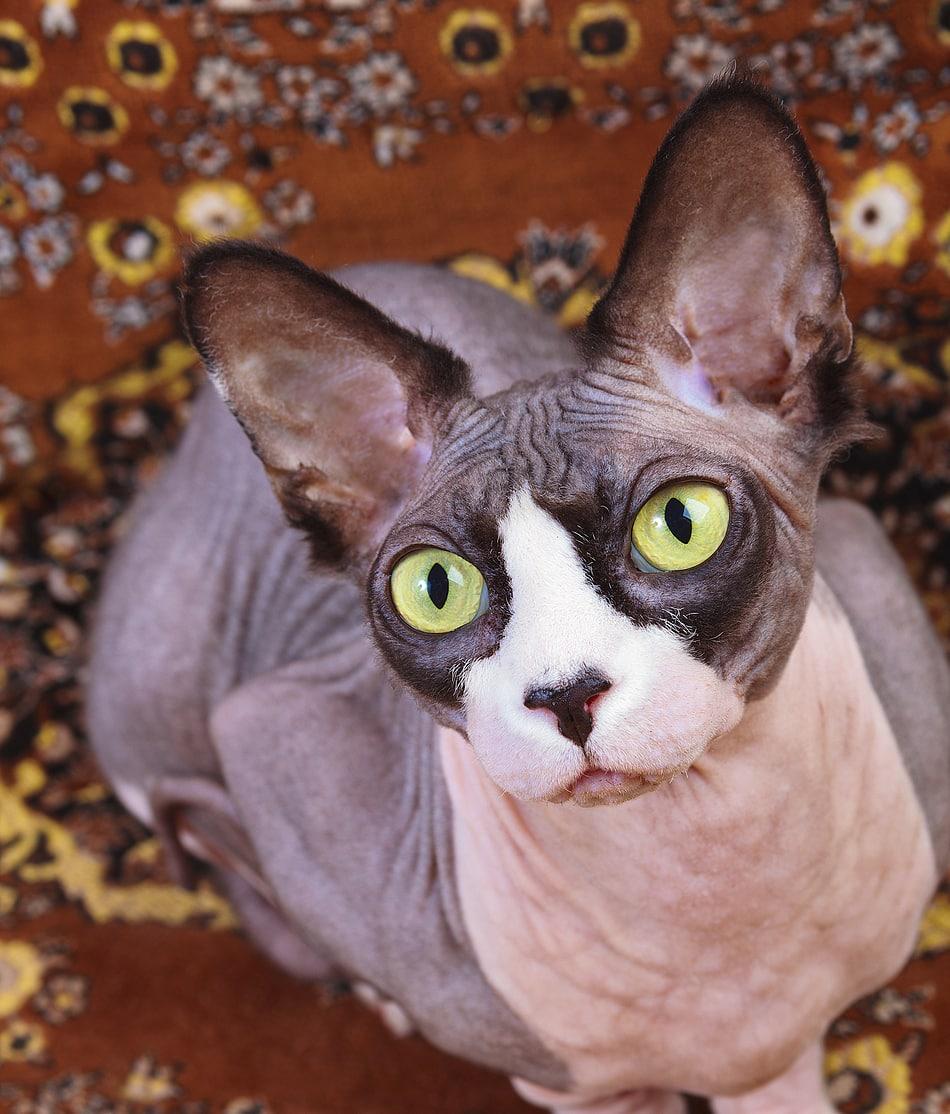 Gray hairless cat with green eyes staring up