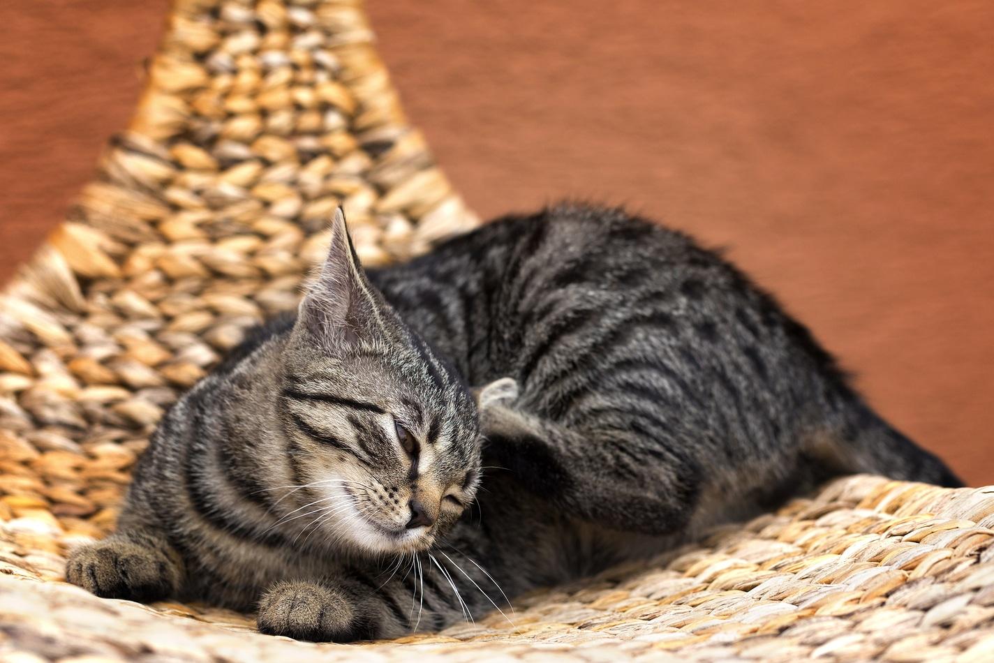striped-cat-scratching Striped gray cat scratching cat on a wicker chair in garden