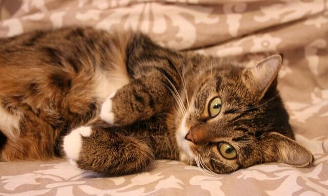 striped-tabby-cat-lying-on-side Striped tabby cat with green eyes lying on side on bed.