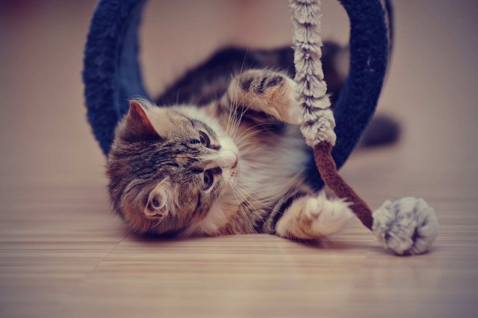 A small tabby kitten lies on ground pawing at fuzzy cat toy.